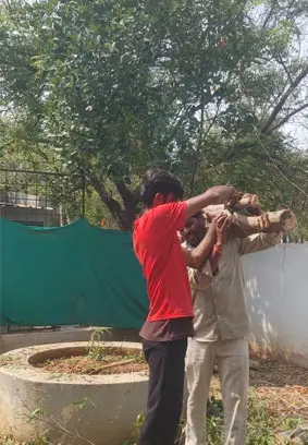All Tree cutting Services