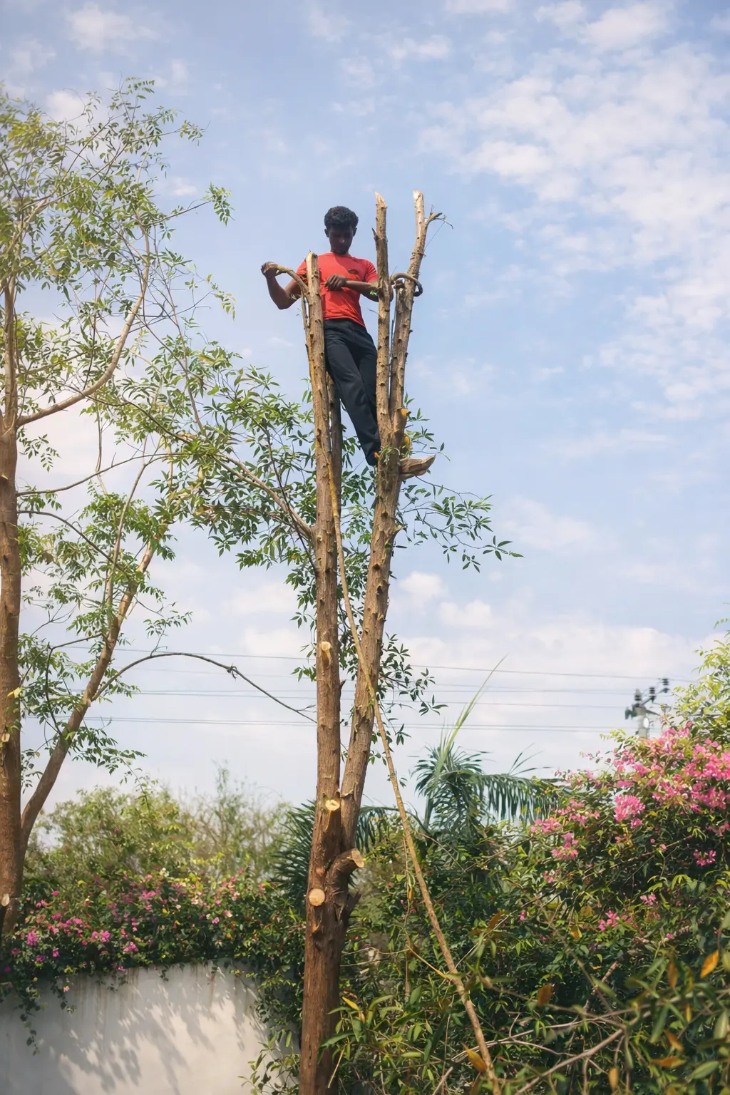 Tree cutting