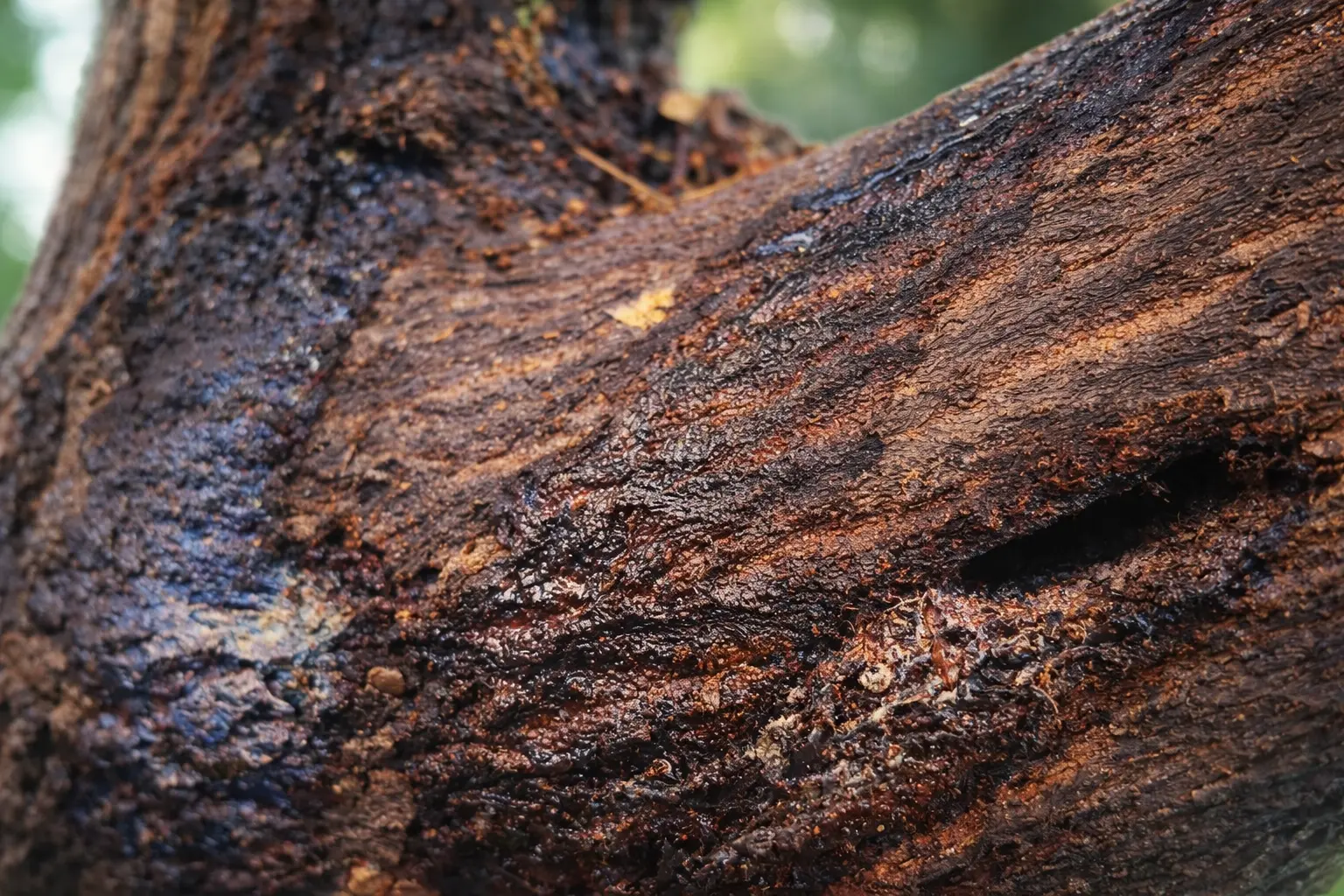 Tree stump grinding service removing old tree stump from ground