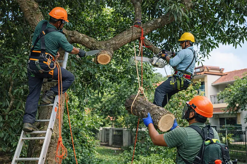  Tree Pruning 